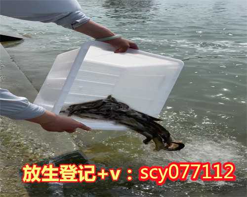 北京甲鱼在哪里放生（北京放生鱼的经典